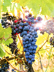 Image showing Grapes on The Vine