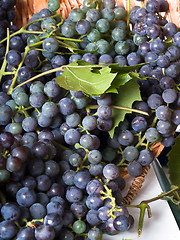 Image showing Grapes on The Vine