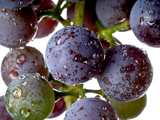 Image showing Grapes on The Vine