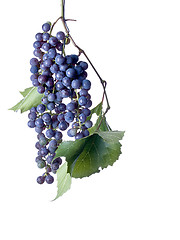 Image showing Grapes on The Vine