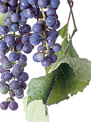 Image showing Grapes on The Vine