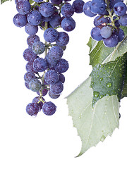 Image showing Grapes on The Vine