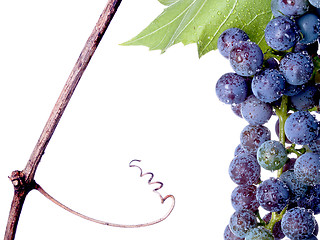 Image showing Grapes on The Vine