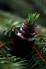 Image showing fir tree essential oil