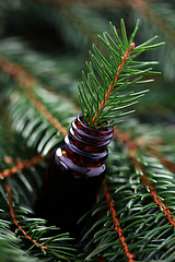 Image showing fir tree essential oil