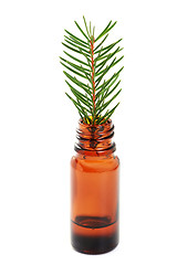 Image showing fir tree essential oil