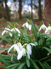 Image showing Snowdrops