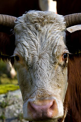 Image showing cows head