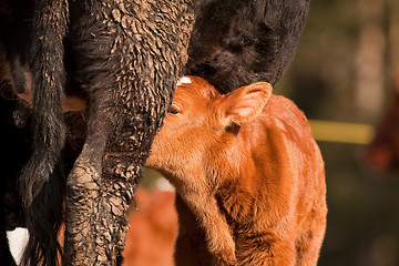 Image showing Calf and cow