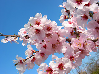 Image showing Cherry flowers