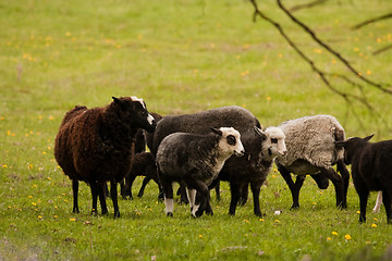 Image showing sheep