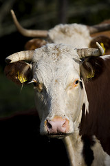 Image showing Cows head