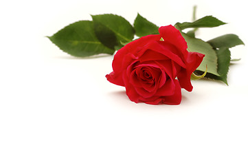 Image showing Red rose