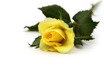 Image showing Yellow rose