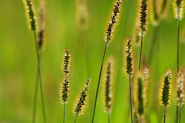 Image showing Grass