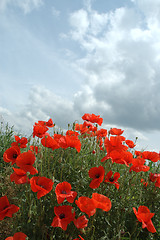 Image showing Poppies