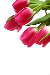 Image showing Tulips