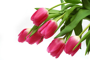 Image showing Tulips