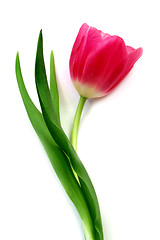 Image showing Tulip