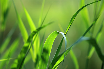 Image showing Green grass