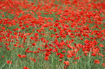 Image showing Field of red poppies