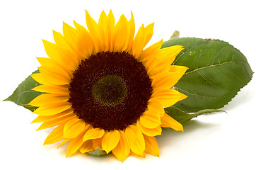 Image showing Sunflower