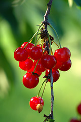 Image showing Cherries on a tree