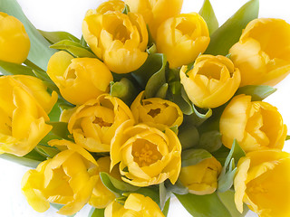 Image showing Yellow Tulips