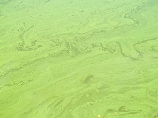 Image showing Polluted Water Background