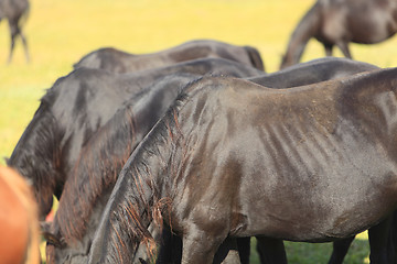 Image showing Abstract herd of horses