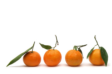 Image showing Tangerines