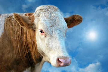 Image showing Mystical Cow In Clouds