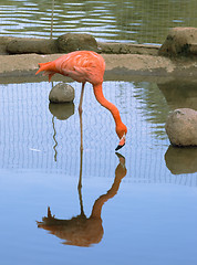 Image showing Red flamingo