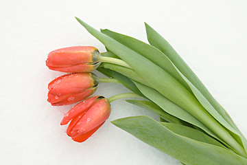 Image showing Tulips on snow