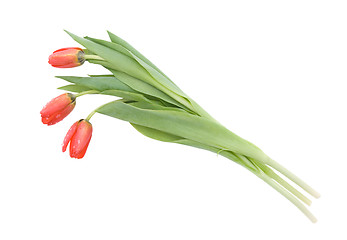 Image showing Three tulips
