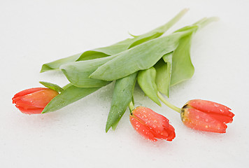 Image showing Tulips on snow