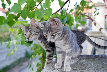 Image showing Two gray cats over green leaves