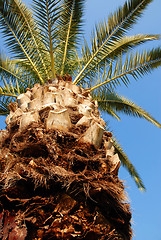 Image showing Palm crown