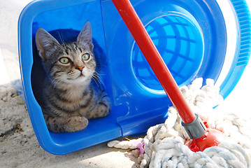 Image showing Gray cat resting in blue bucket