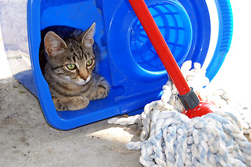 Image showing Gray cat resting in blue bucket