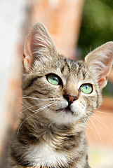 Image showing Young mixed-bread cat portrait