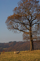 Image showing Lone sheep beneath autumn tree