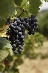 Image showing Wine grapes