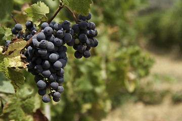 Image showing Wine grapes