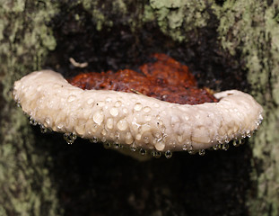 Image showing fungus