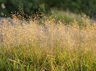 Image showing hay