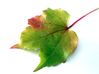 Image showing leaf