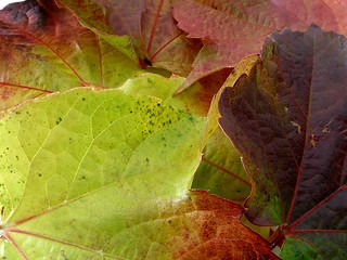 Image showing foliage