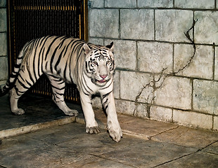 Image showing White Tiger