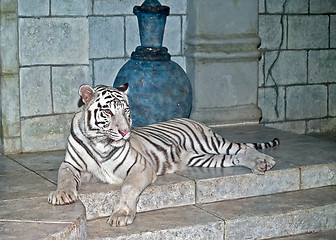 Image showing White Tiger